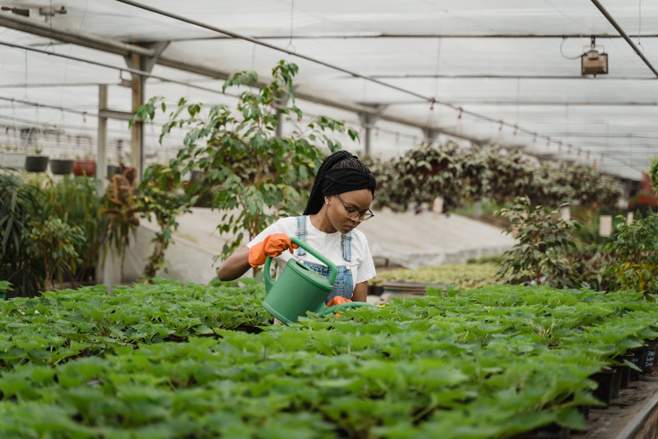 A woman tending to lush plants in a bright greenhouse, showcasing horticultural care.